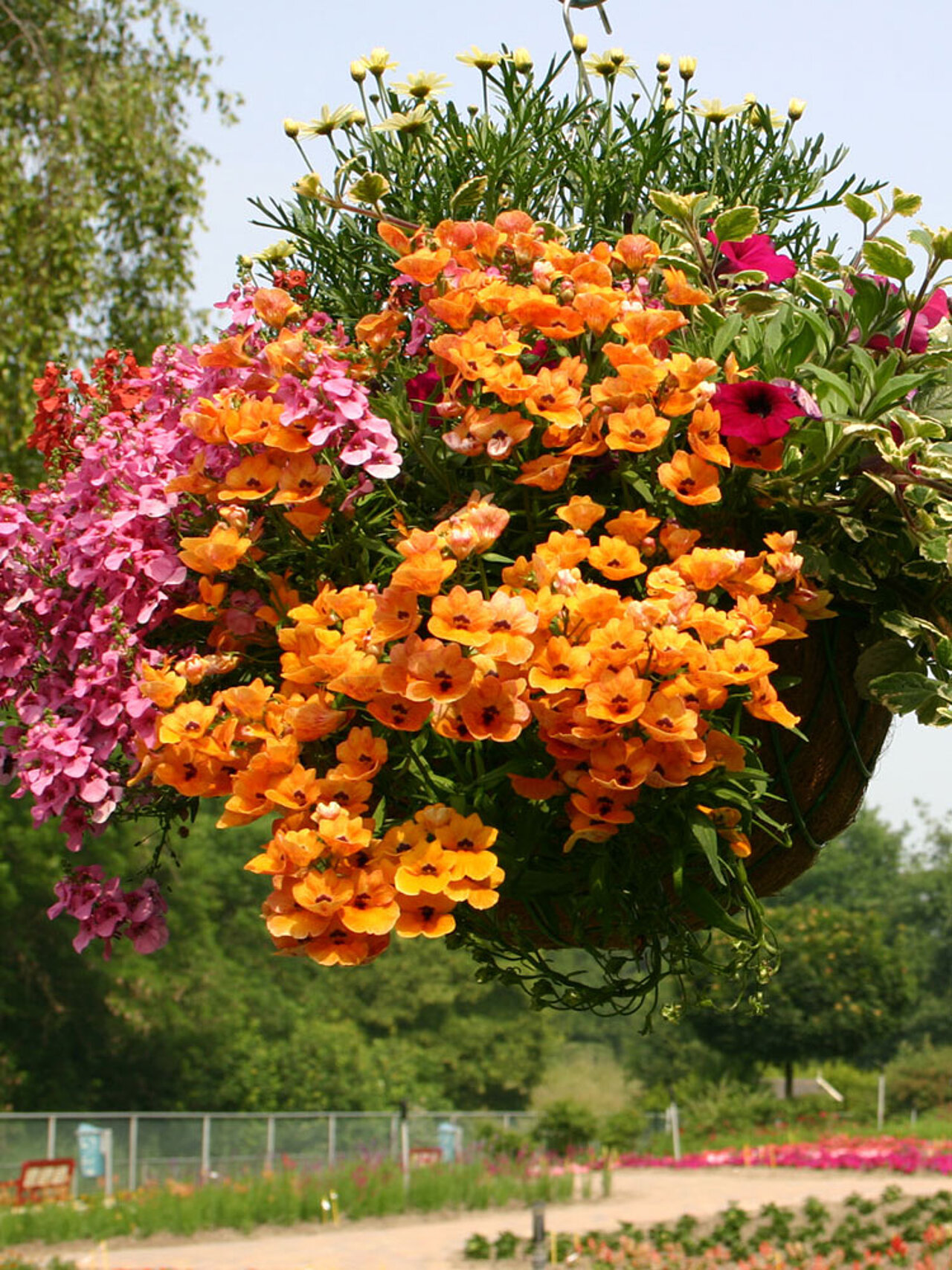 Prachtige Hanging-Basket