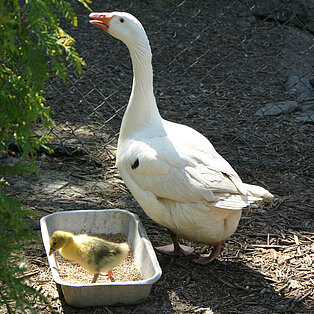 Een gans met pul