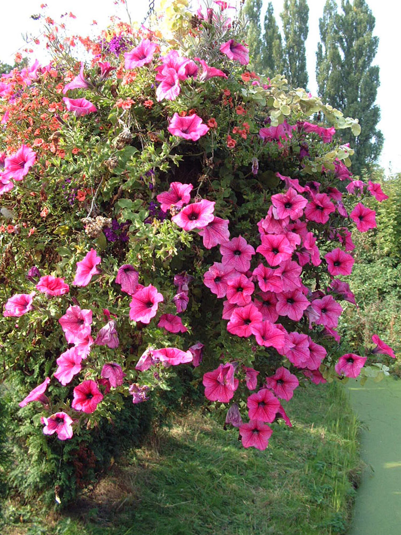 Een prachtige Hanging-Basket