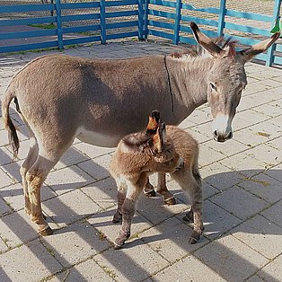 Een ezel met veulen